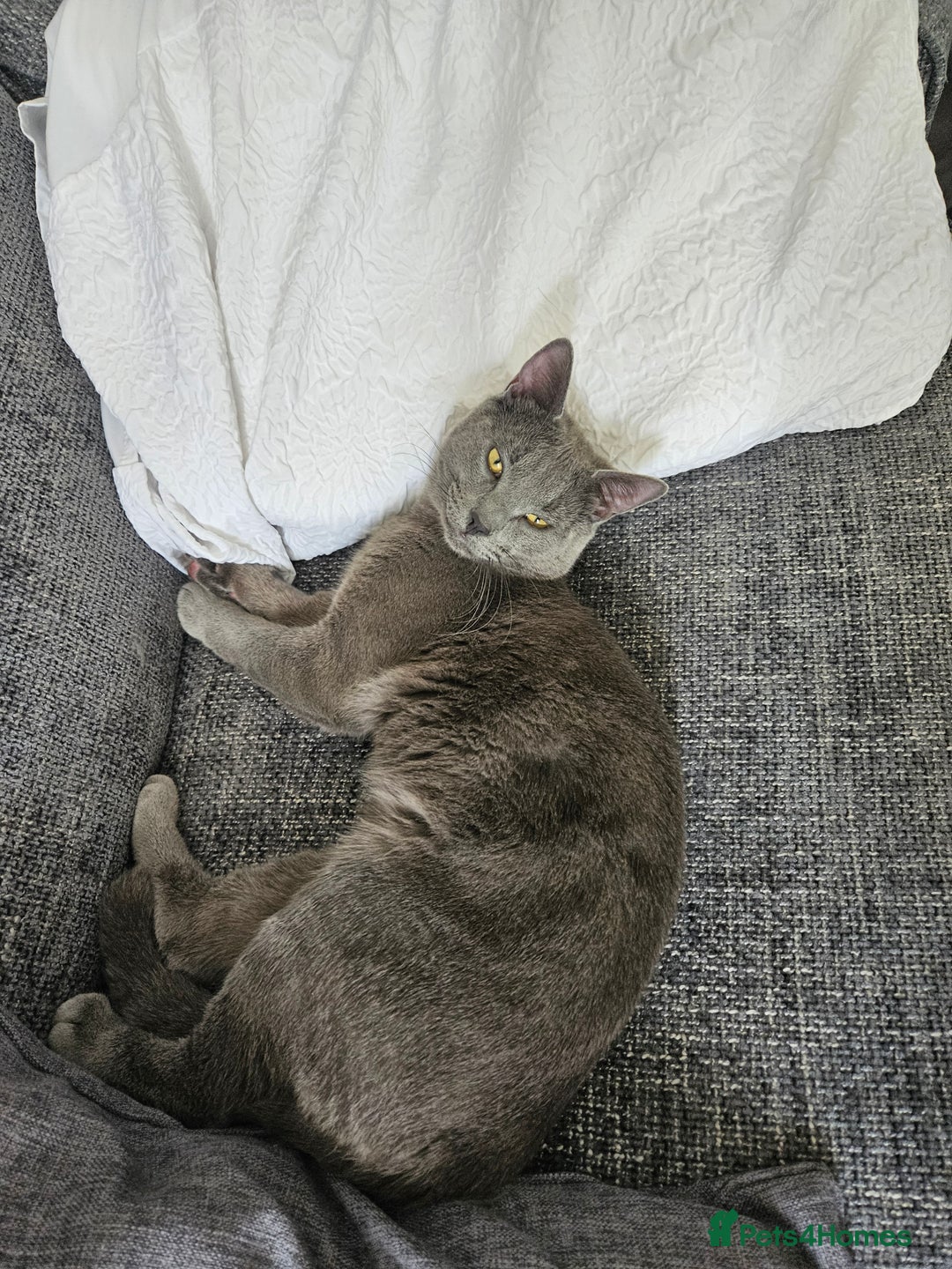 Russian Blue cats for sale: 2 beautiful grey cats - Image 4