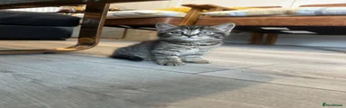British Shorthair 2