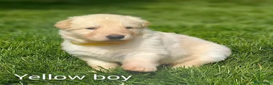 German Shepherd Puppy 4