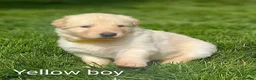 German Shepherd dogs for sale: Gorgeous German Shepherd pups for sale - Advert 23