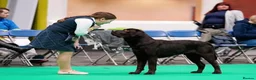 Labrador Retriever dogs for sale: Gorgeous Chunky Chocolate Labrador Puppies  in Tain - Advert 11