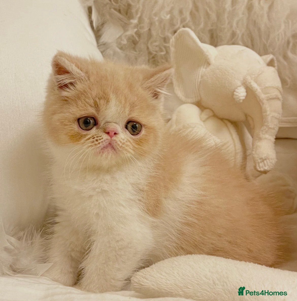 Exotic cats Show Quality Exotic kittens (TICA) - Advert 9