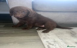 Labradoodle dogs for sale: Miniasture f1 merel labradoodle - Image 7