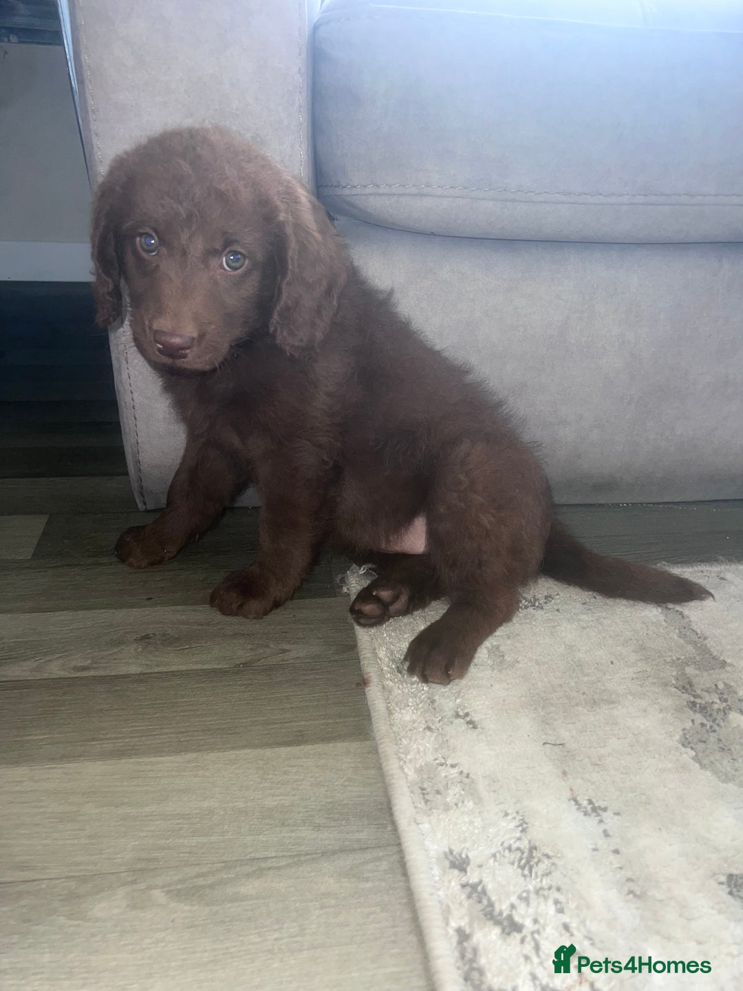 Labradoodle dogs for sale: Miniasture f1 merel labradoodle - Image 7