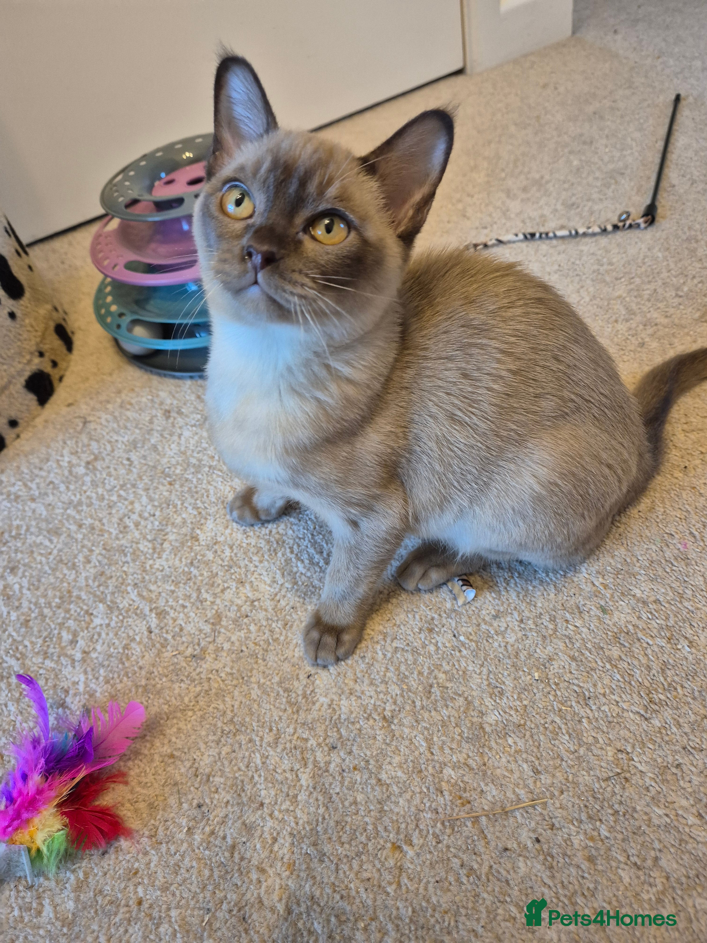 Burmese cats Pedigree Burmese Kittens - Advert 2