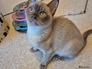 Burmese cats Pedigree Burmese Kittens - Advert 2