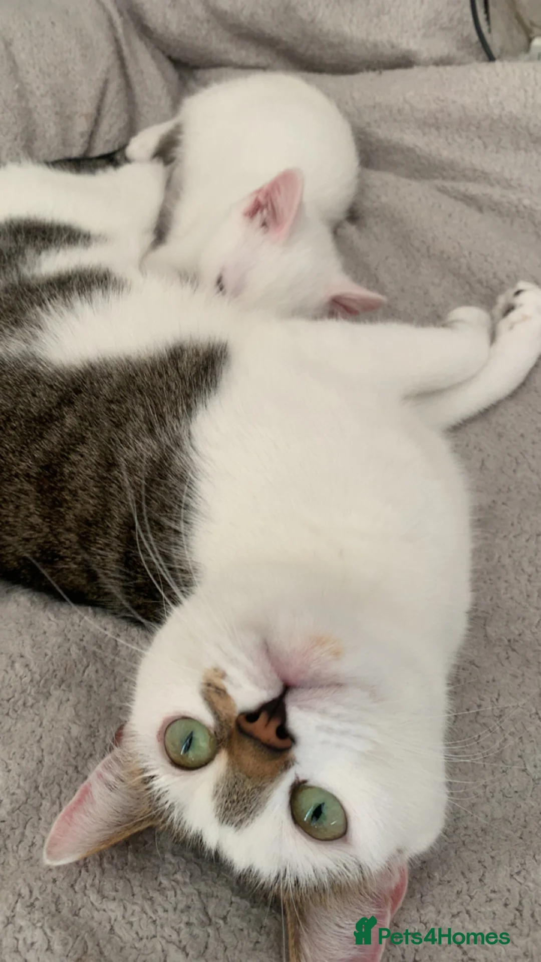 Mixed Breed cats for sale: Male kitten ready to leave - Advert 7
