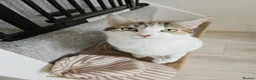British Shorthair cats for sale: Two beautiful cats  - Advert 1