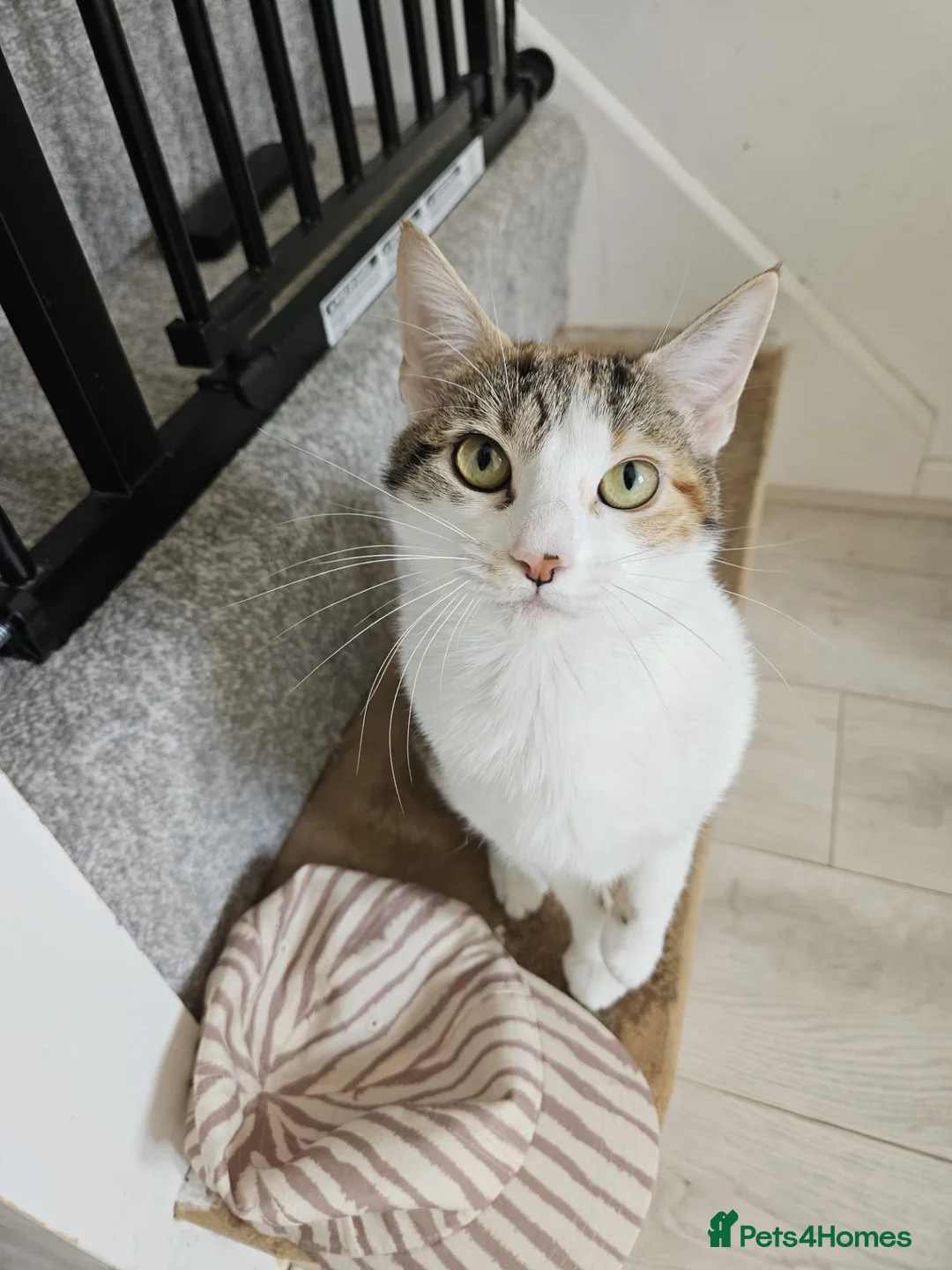 British Shorthair cats for sale: Two beautiful cats  - Advert 1