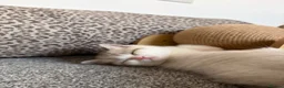 British Shorthair cats for sale: Beautiful British Shorthair Male Kittens 🐾 - Advert 25