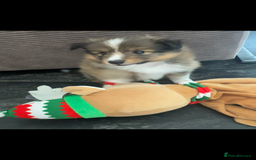 Shetland Sheepdog dogs for sale: Purebred Shetland Sheepdog Puppies - Image 5