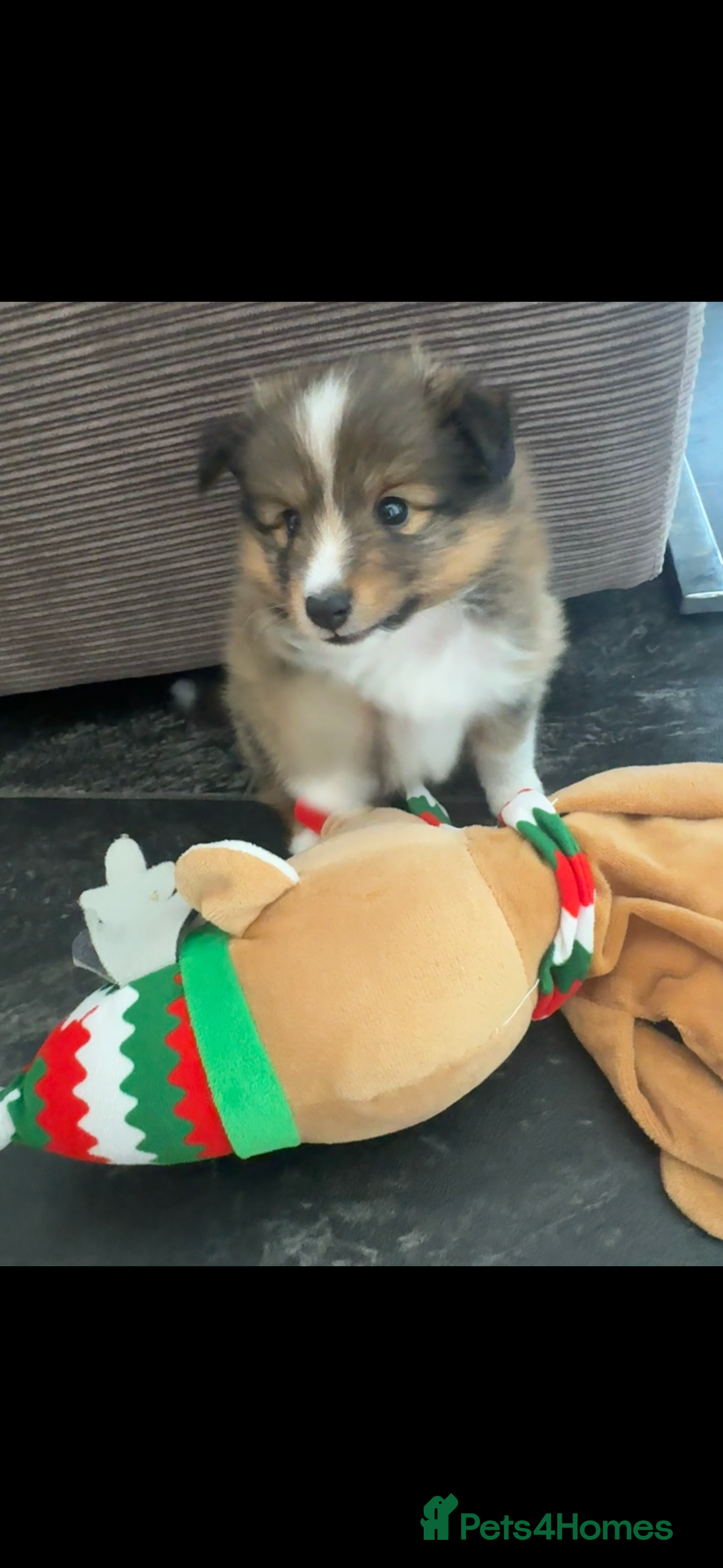 Shetland Sheepdog dogs for sale: Purebred Shetland Sheepdog Puppies - Image 5