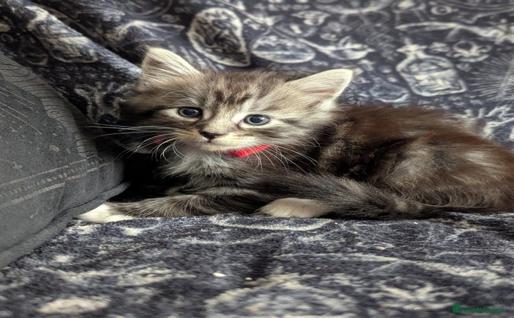 Maine Coon cats - Advert 1