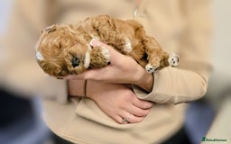 Cockapoo dogs for sale: GENUINE F1B COCKAPOO PUPPIES  - Image 20