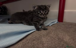 Mixed Breed cats for sale: 5 Beautiful Kittens for Sale - Image 5