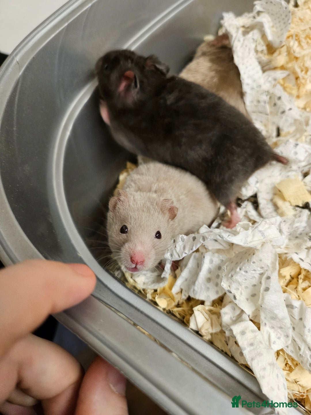 Hamster rodents for sale: Gorgeous Syrians - Advert 10