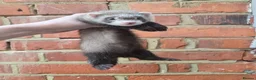 Ferret rodents for sale: Friendly Ferret Girls - only one left - Advert 3