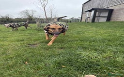 Mixed Breed dogs for adoption: Tony deserves the best forever home - Advert 10