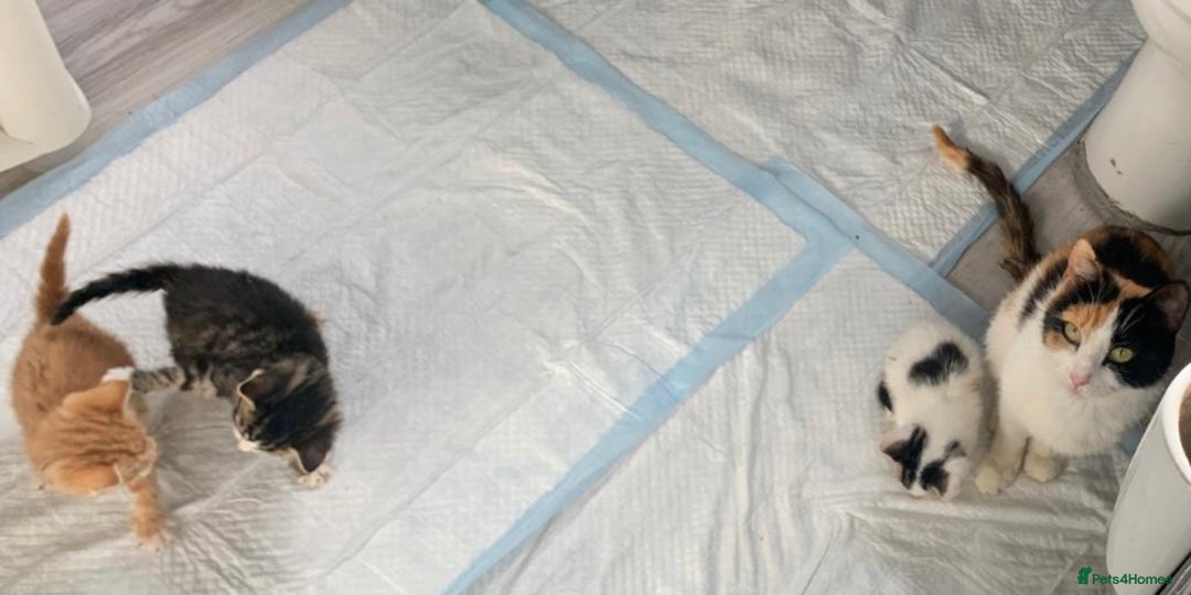 Domestic Shorthair cats for sale: Adorable Male Kitten Looking for Forever Home  - Image 4