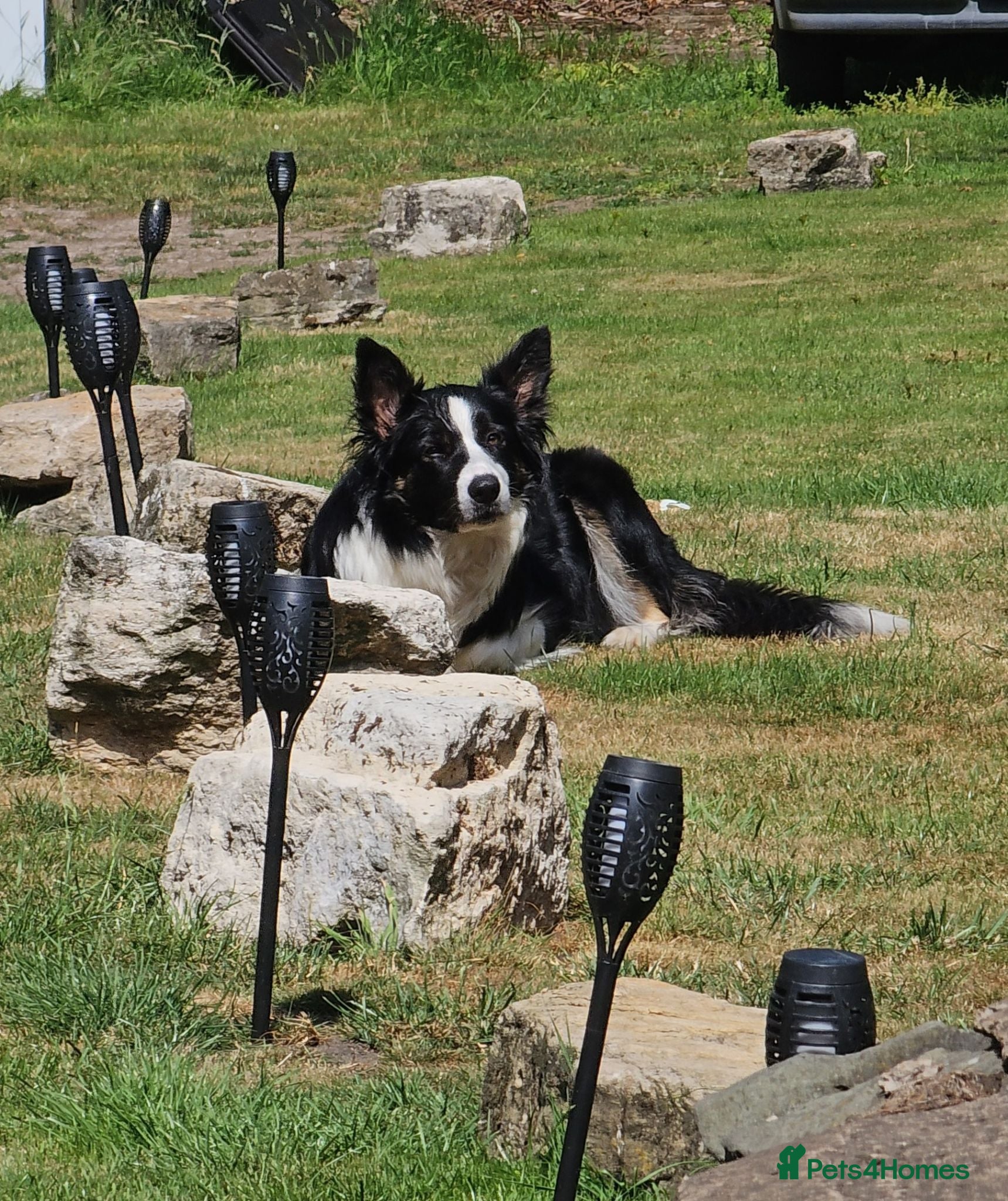 Border Collie dogs Stunning Border Collie Puppies - Advert 1