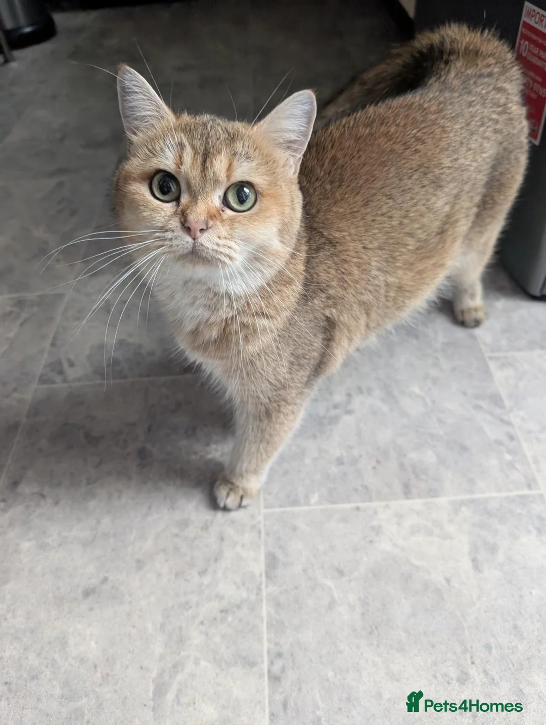 British Shorthair cats for sale: British short hair  - Advert 2