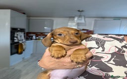 Dachshund dogs for sale: 2 Miniature Dachshunds boys - Image 12