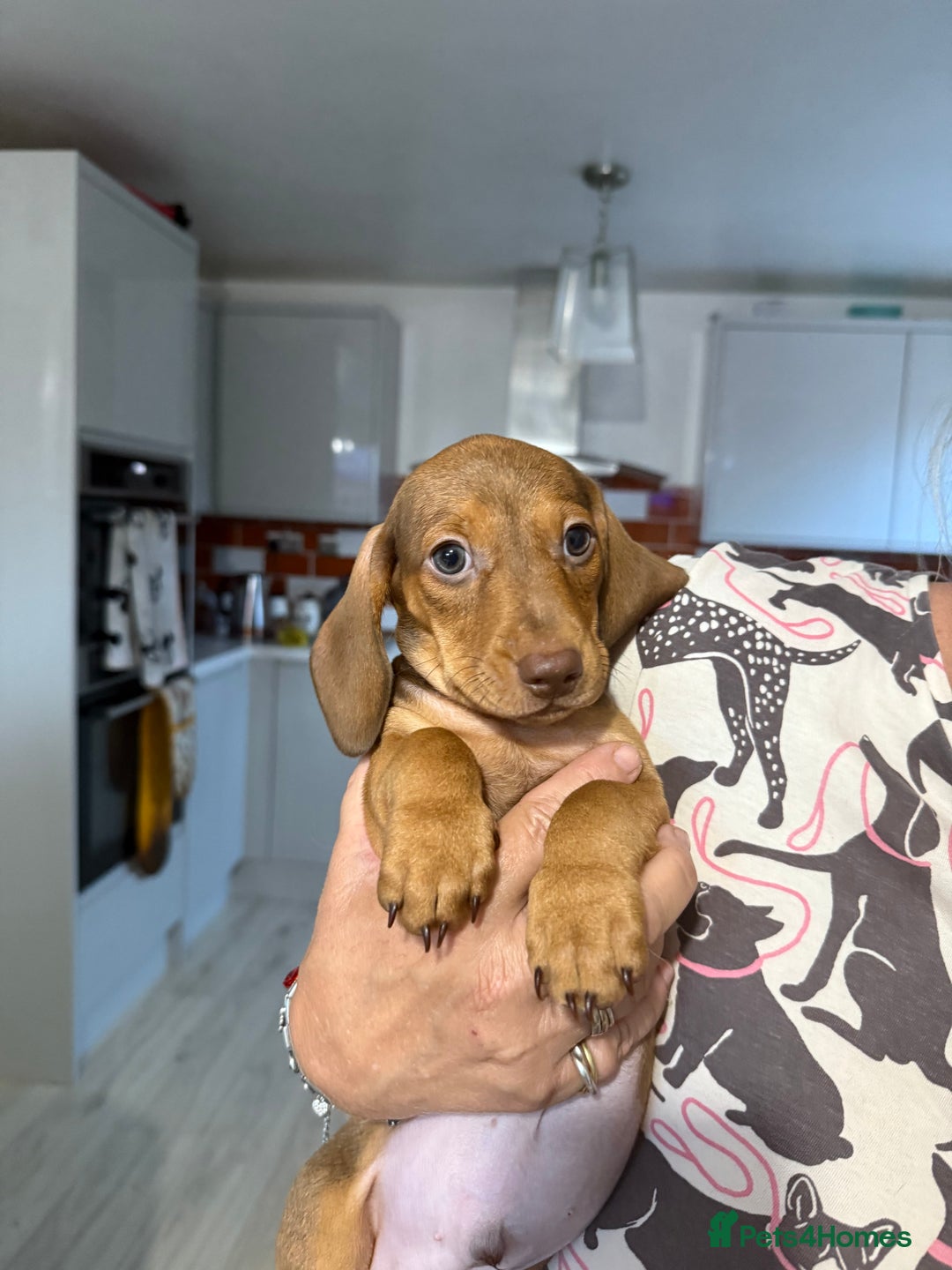 Dachshund dogs for sale: 2 Miniature Dachshunds boys - Image 12