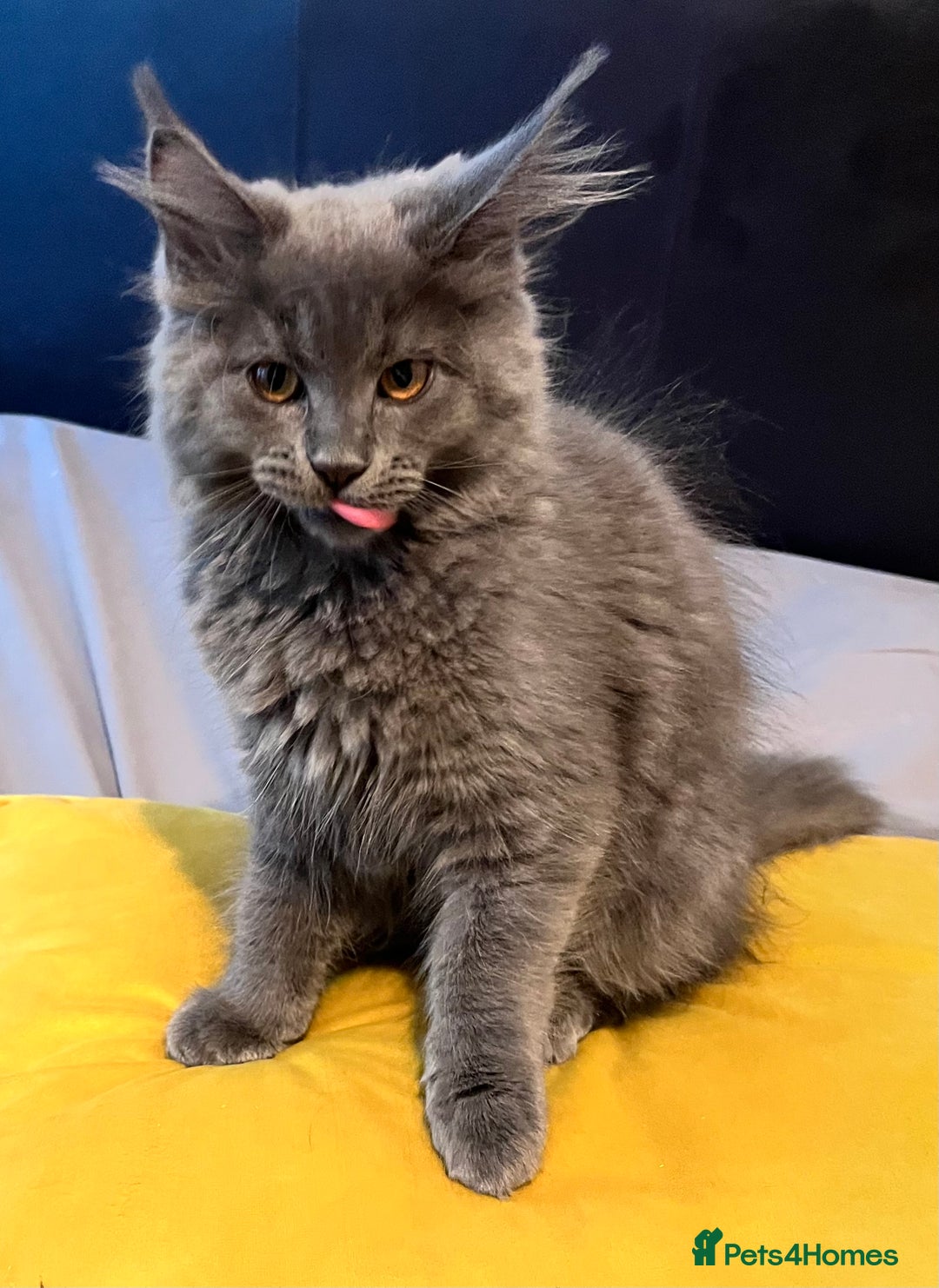 Maine Coon cats for sale: GCCF active / domestic Maine Coon  - Image 21
