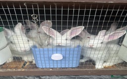 New Zealand rabbits for sale: New Zealand White  - Image 1