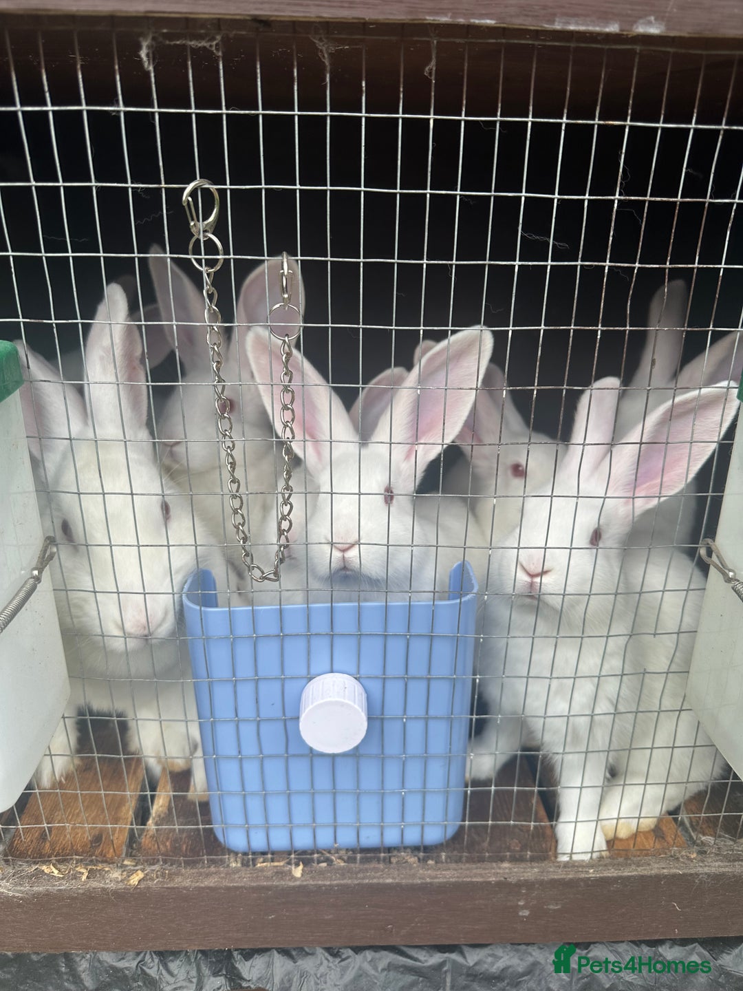 New Zealand rabbits for sale: New Zealand White  - Image 1