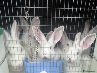 New Zealand rabbits - Advert 6