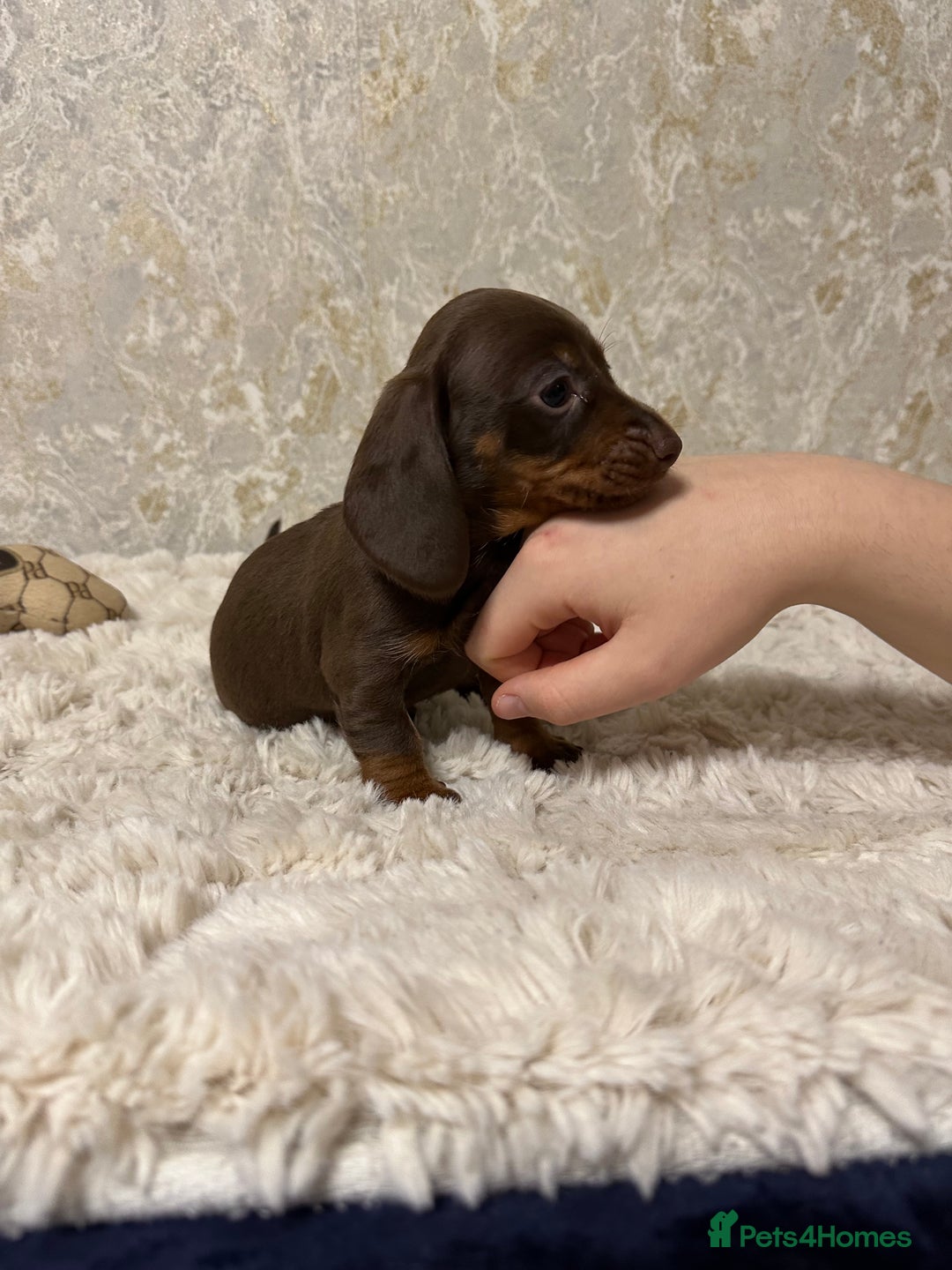 Miniature Dachshund dogs for sale: Mini dachshund  - Advert 6