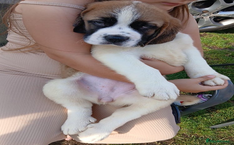 Saint Bernard dogs - Advert 1
