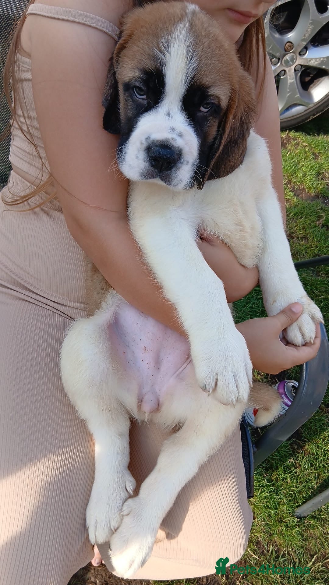 Saint Bernard dogs for sale: Saint Bernard puppies  - Image 1