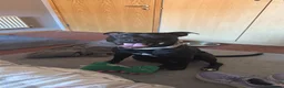 Staffordshire Bull Terrier dogs for sale: Rocky  in Catterick Garrison - Advert 10