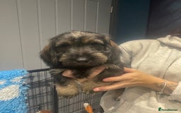 Dachshund dogs for sale: Kc registered standard wirehaired dachshund  - Image 4