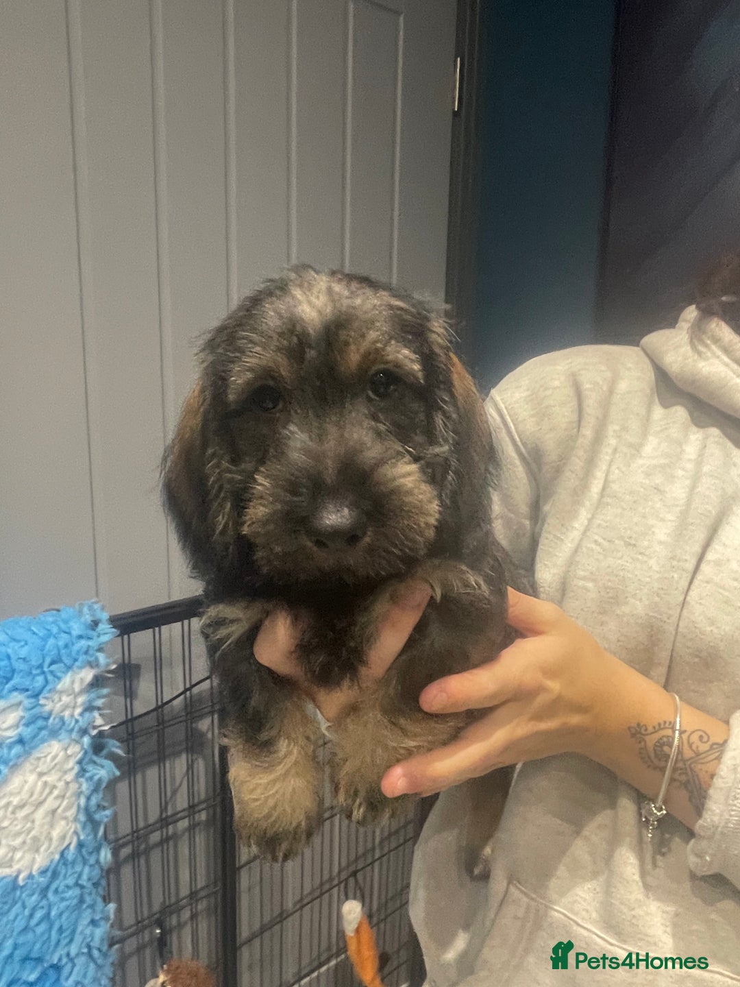 Dachshund dogs for sale: Kc registered standard wirehaired dachshund  - Image 4