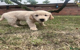 Golden Retriever dogs for sale: 4 KC registered Golden Retriever puppies  - Image 35