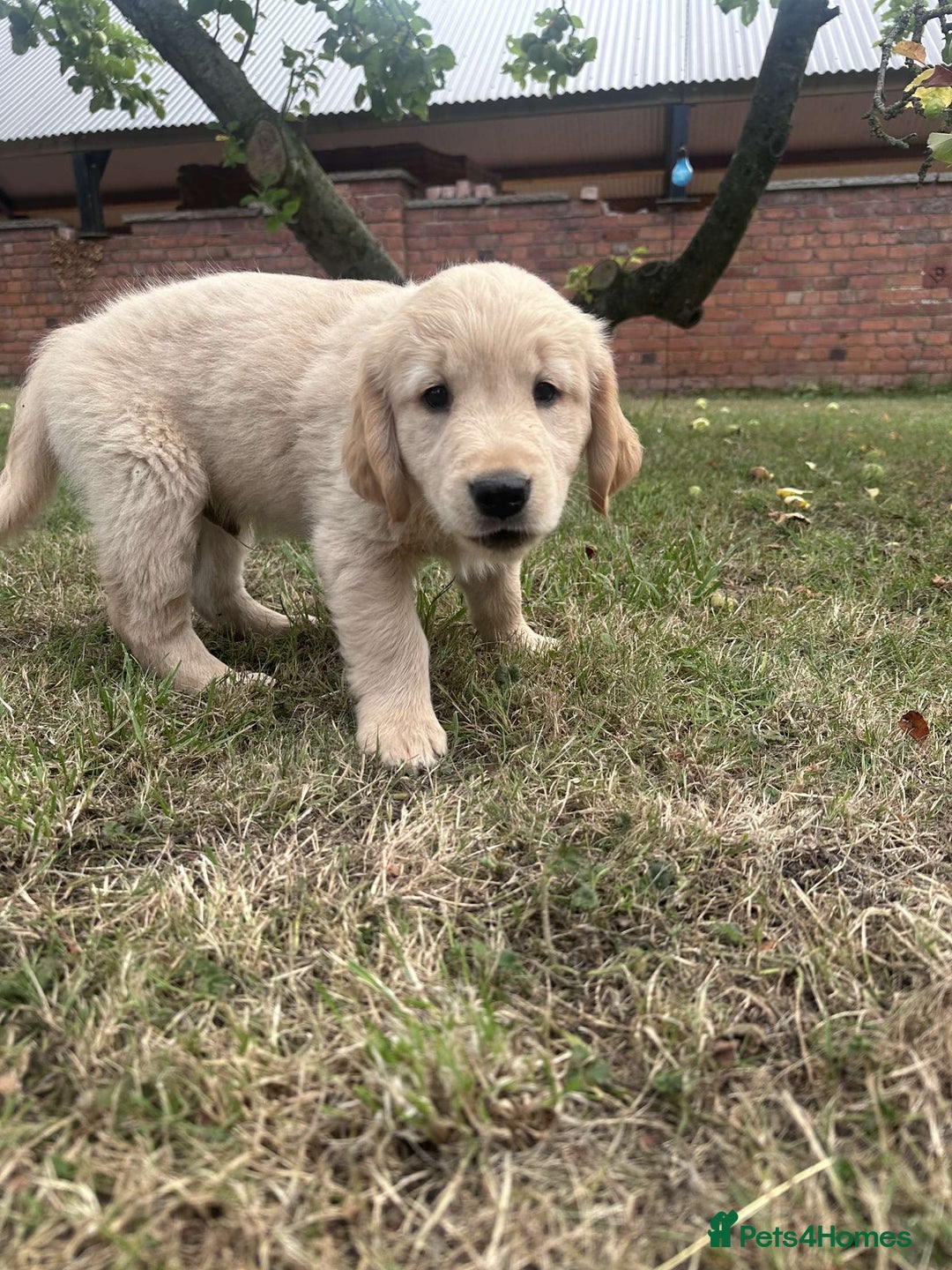 Golden Retriever dogs for sale: 4 KC registered Golden Retriever puppies  - Image 35