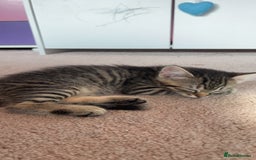 Mixed Breed cats for sale: Male & female kittens - Image 7