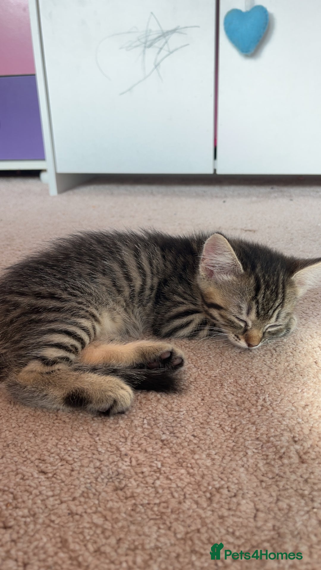 Mixed Breed cats for sale: Male & female kittens - Image 7