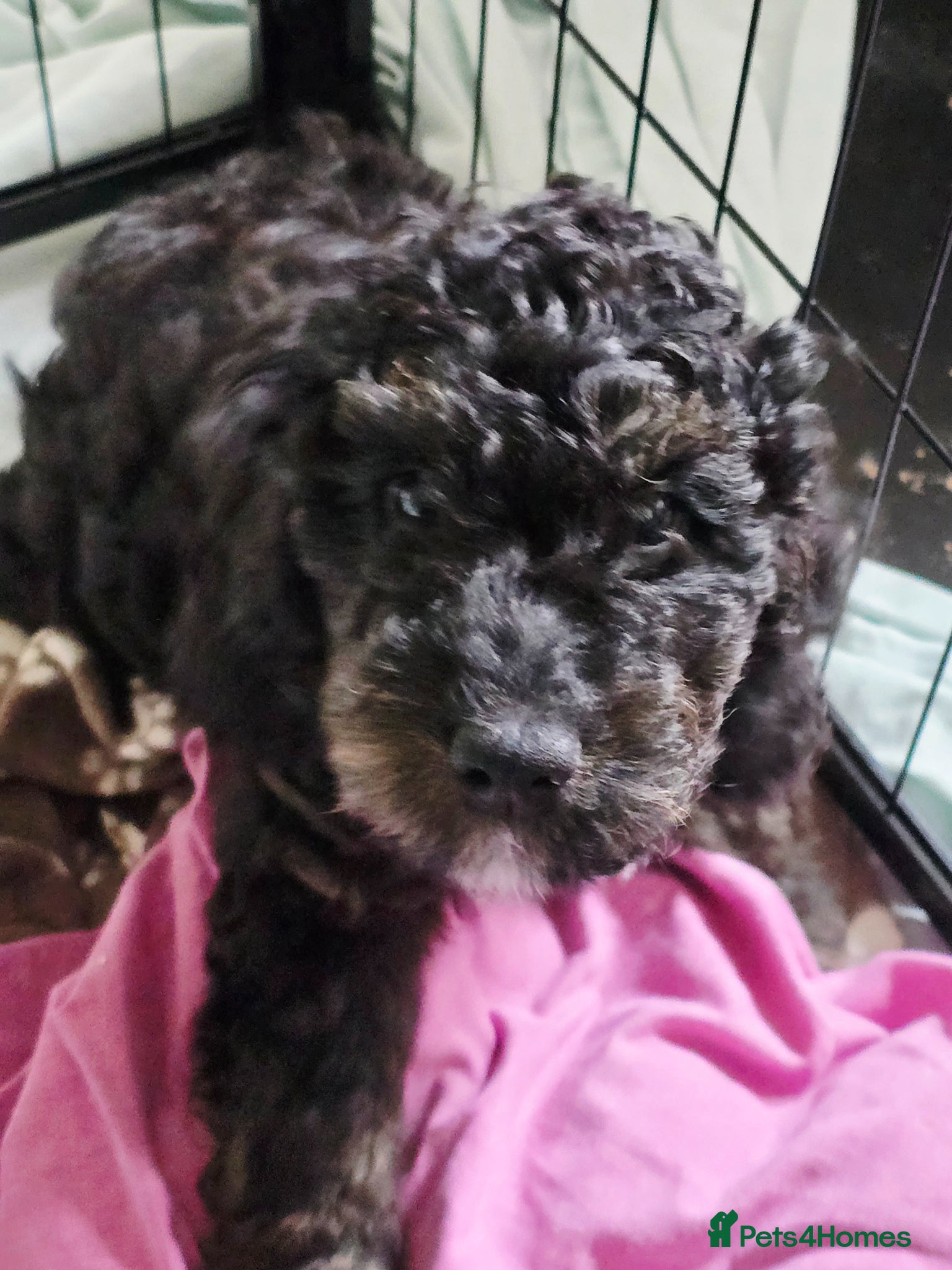 Cockapoo dogs F1b Cockapoo boy  - Advert 17