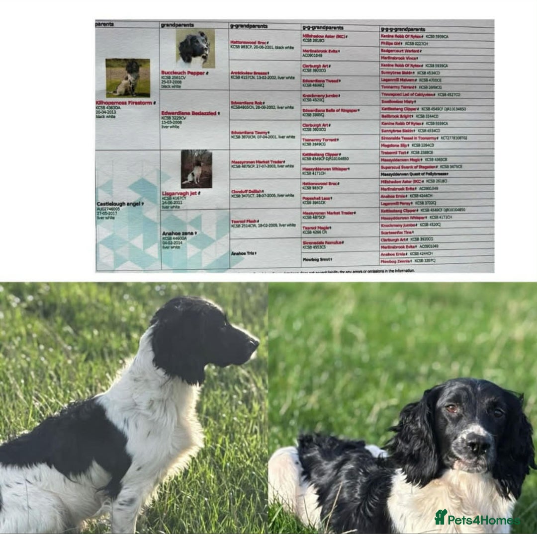 English Springer Spaniel dogs for sale: Working springer spaniels - Advert 2