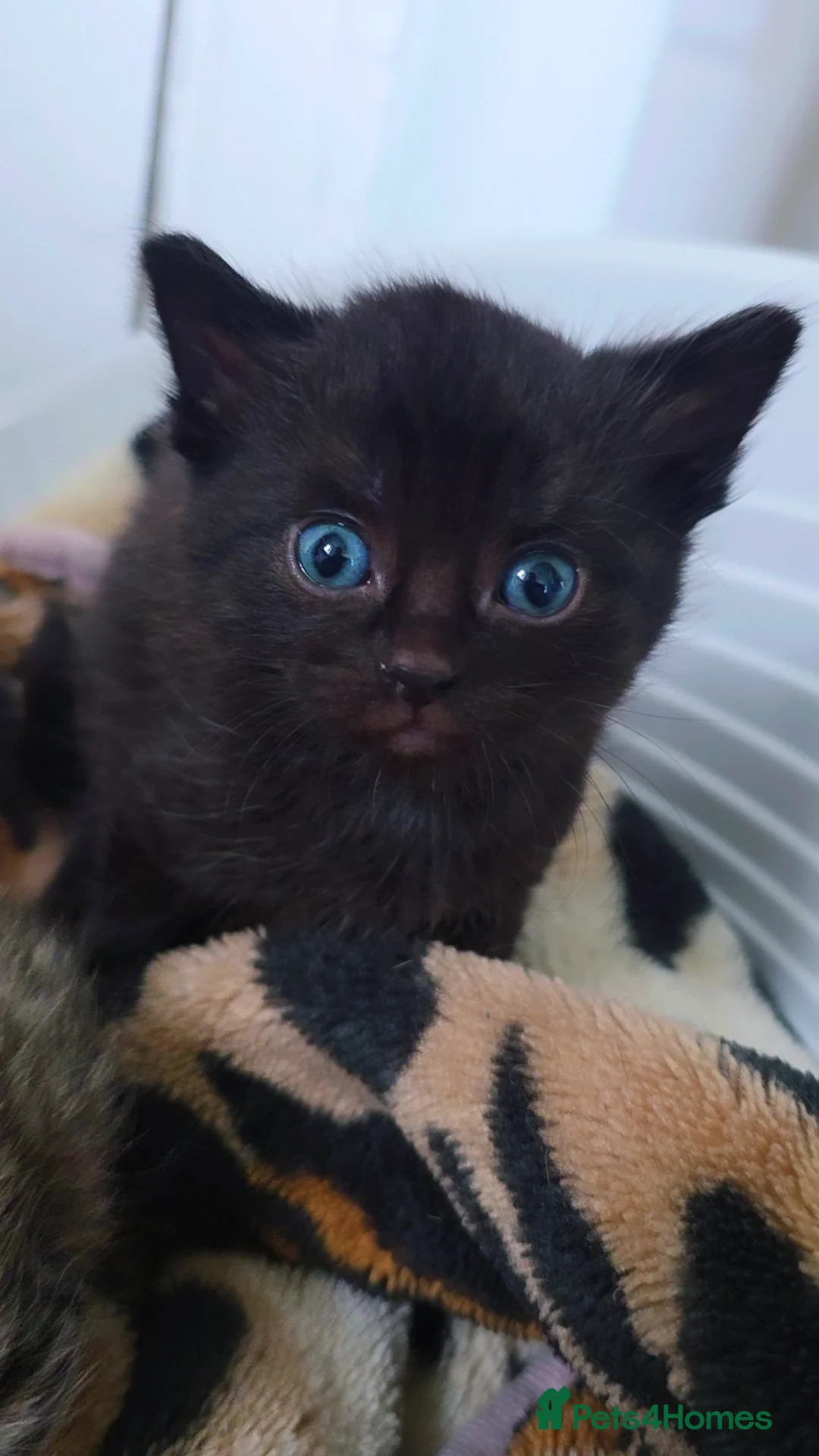 Mixed Breed cats for sale: 3 Black Grey Stripped Kittens For Sale - Image 9