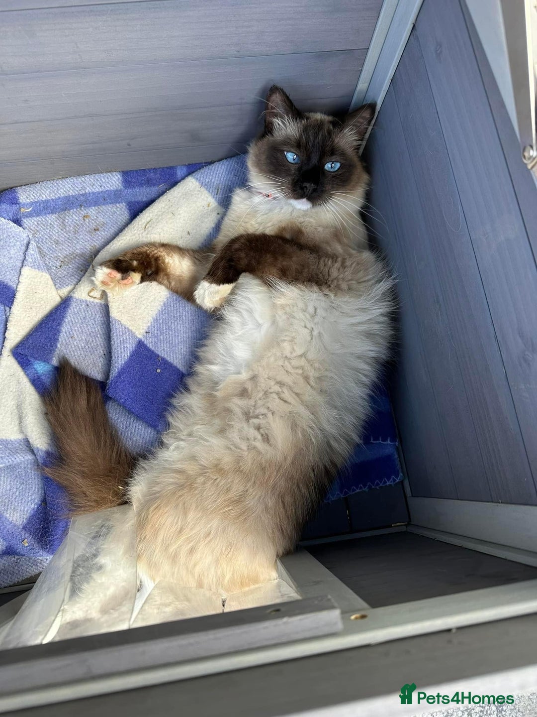 Ragdoll cats for sale: Ragdoll cat female - Image 3