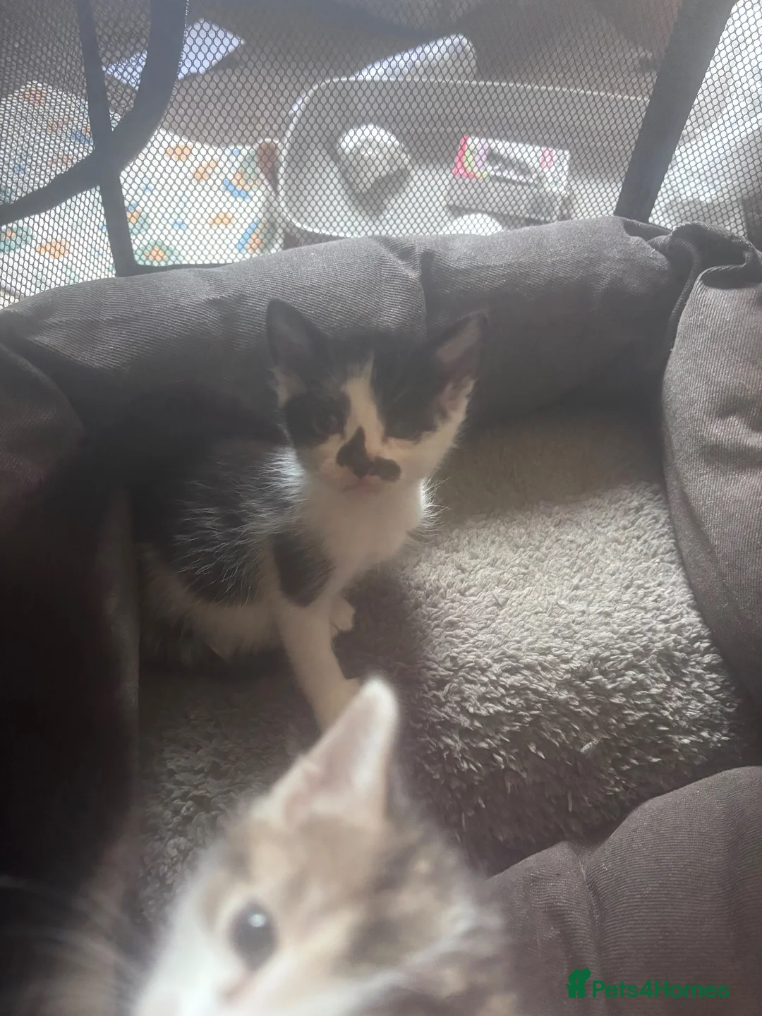 Mixed Breed cats for sale: Kittens For Sale  in Denbigh - Advert 5