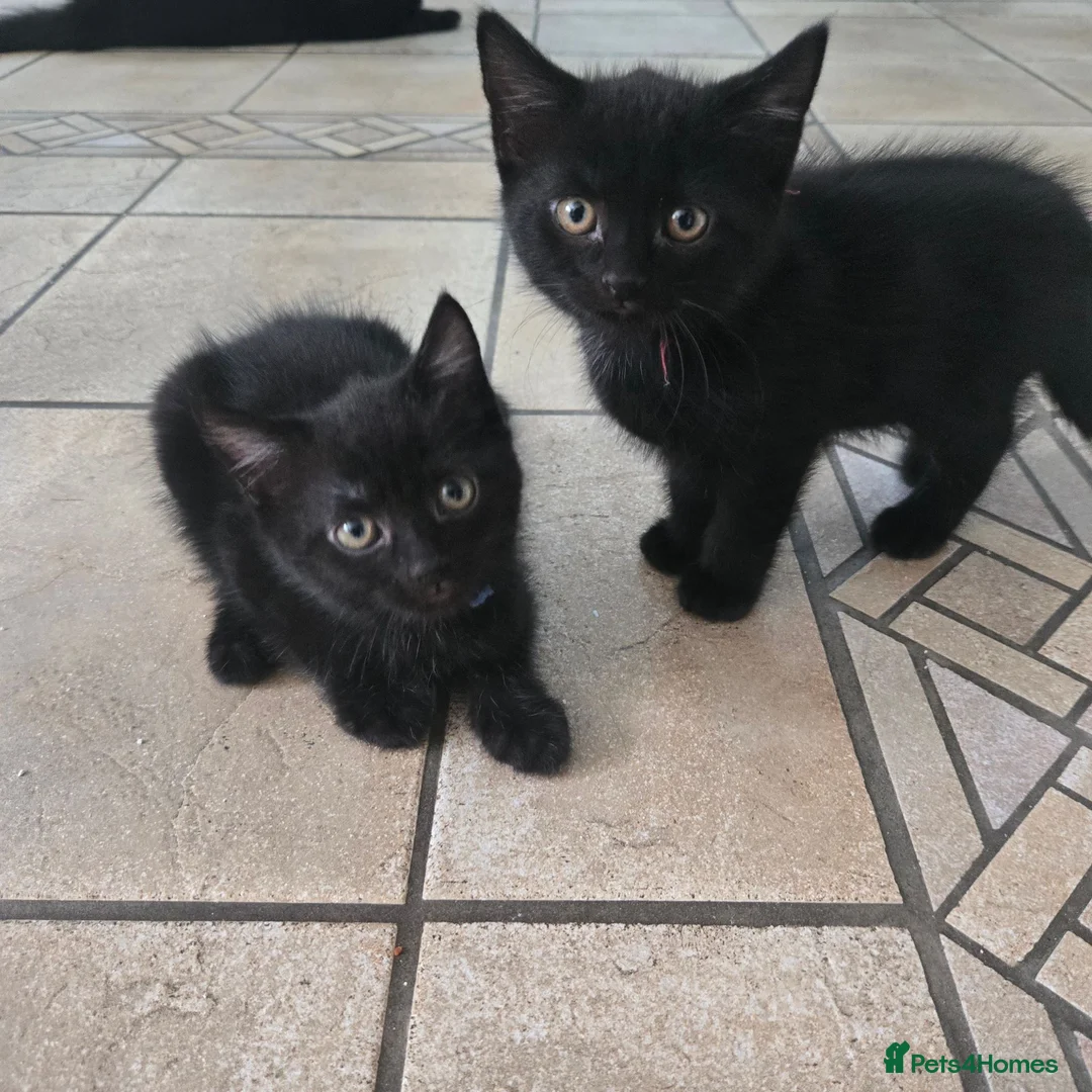 Mixed Breed cats for sale: Four Gorgeous Fluffy Black Kittens 🐈‍⬛🖤 - Advert 27