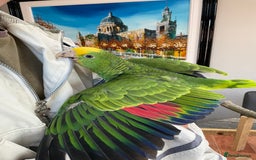 Parrots birds for sale: BABY HANDREARED DOUBLE YELLOW HEADED AMAZONS - Image 4