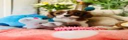 Cavalier King Charles Spaniel dogs for sale: 6 SWEET LITTLE BEAUTIES 2 boys 4 girls  - Advert 4
