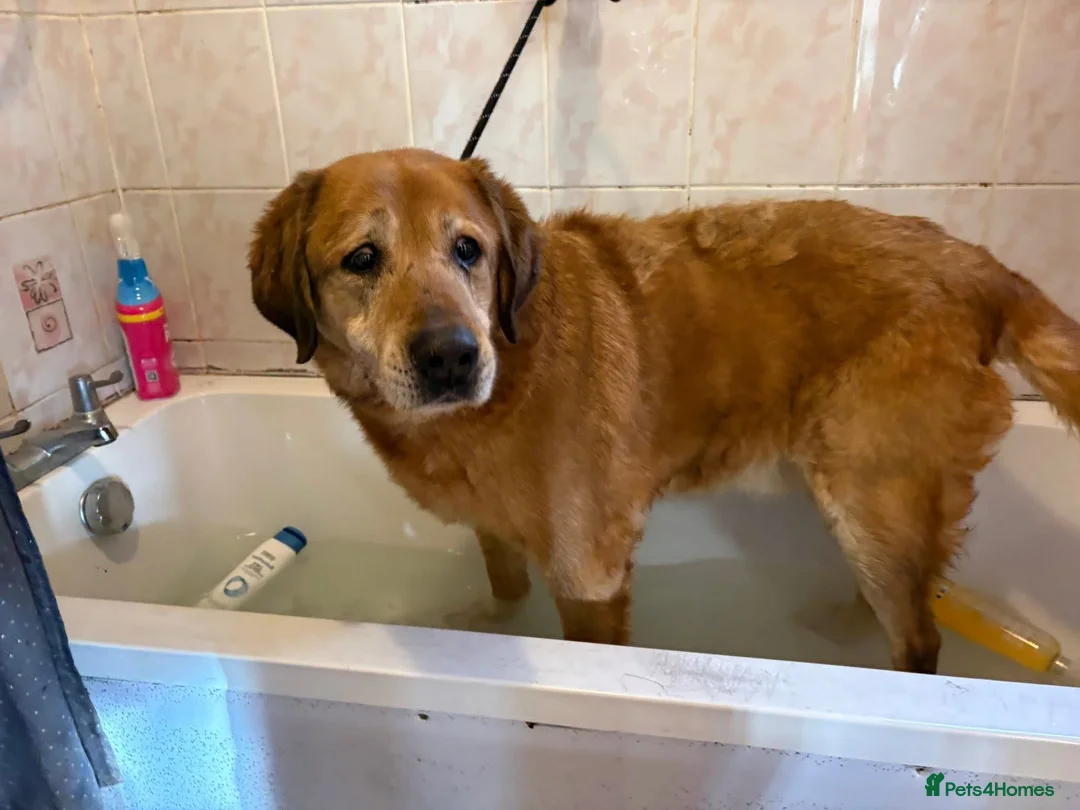 Mixed Breed dogs for adoption: Serghei - Badersfield Norwich  in Norwich - Advert 11